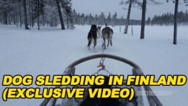 Dog Sledding in Finland