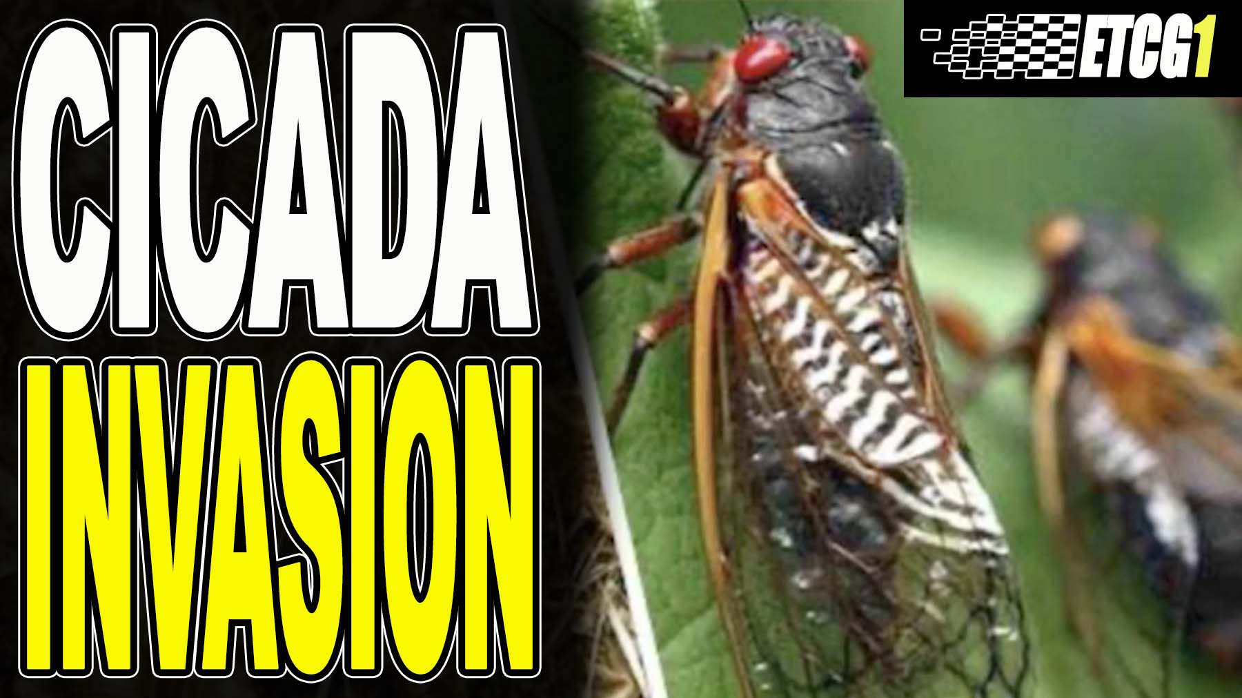Cicadas are Coming! EricTheCarGuy